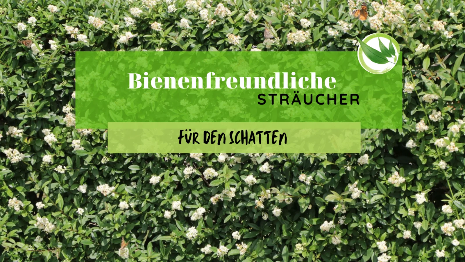 Blühende Sträucher für Bienen im Schatten.
