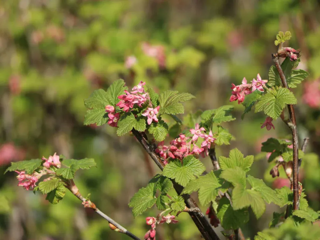 Pink blühende Blut-Johannisbeere im Frühjahr