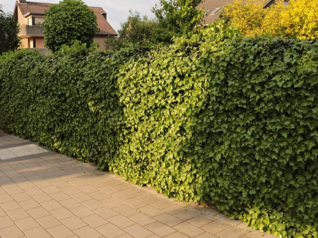 Efeuwand an einer Mauer entlang eines Gehwegs