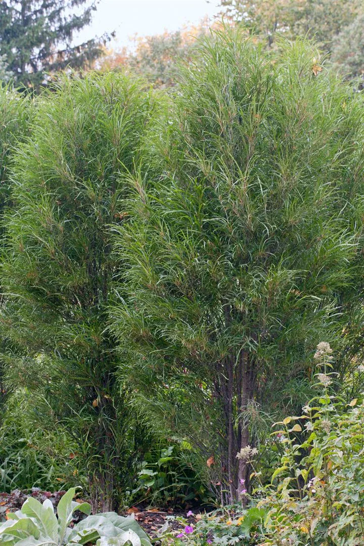 Aufrechter Faulbaum mit schmalem Laub im Garten