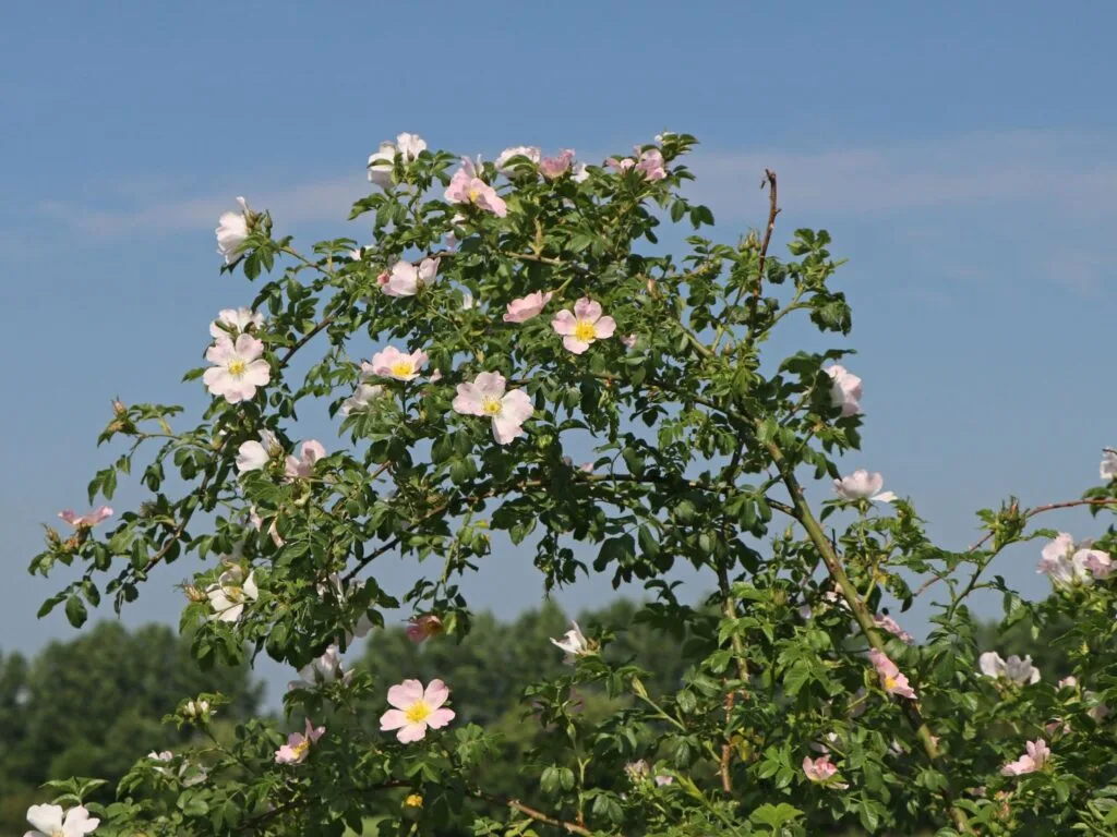 Einfache rosa Blüten der Hundsrose mit sichtbaren Staubblättern