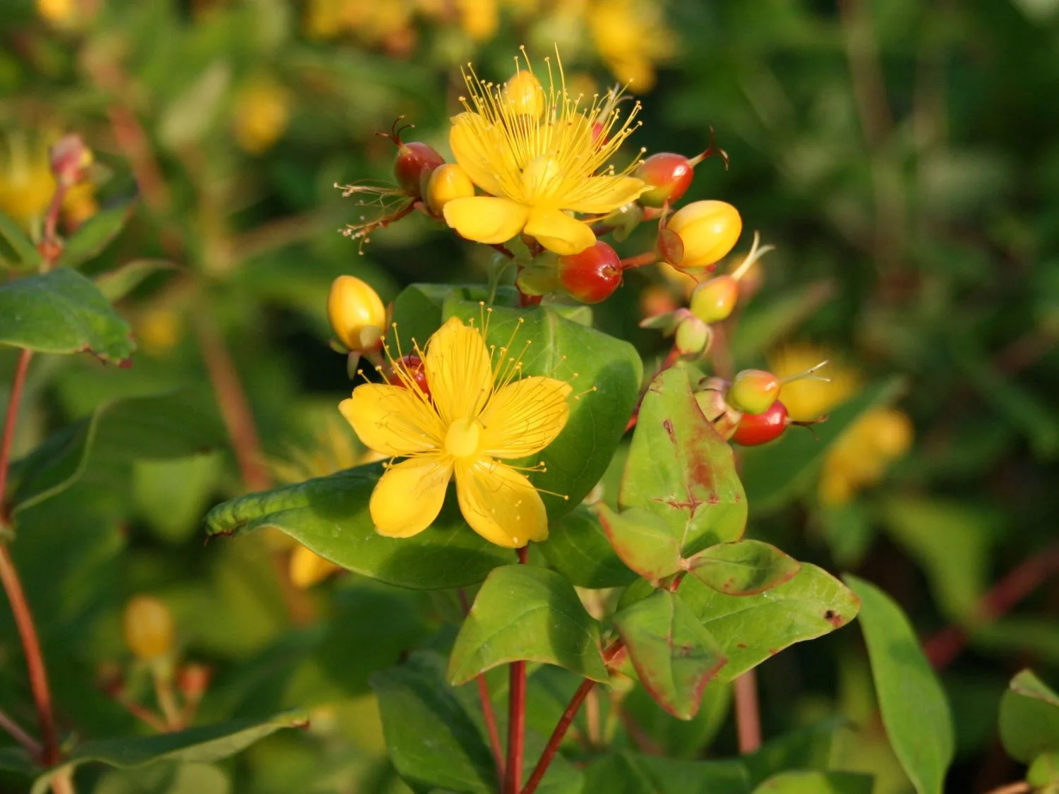 Gelbe Blüten des Johanniskrauts mit auffälligen Staubblättern