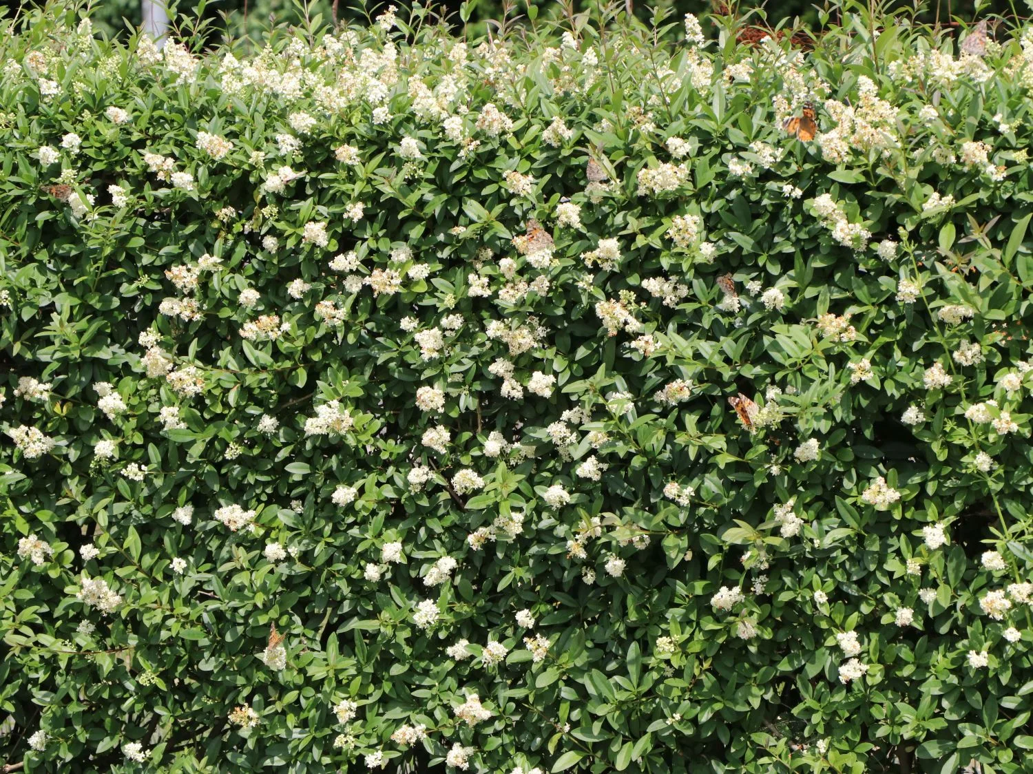 Blühende Ligusterhecke mit weißen Blütenrispen