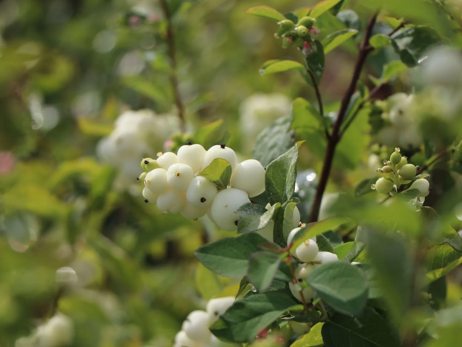 Weiße Beeren der Schneebeere an belaubten Zweigen