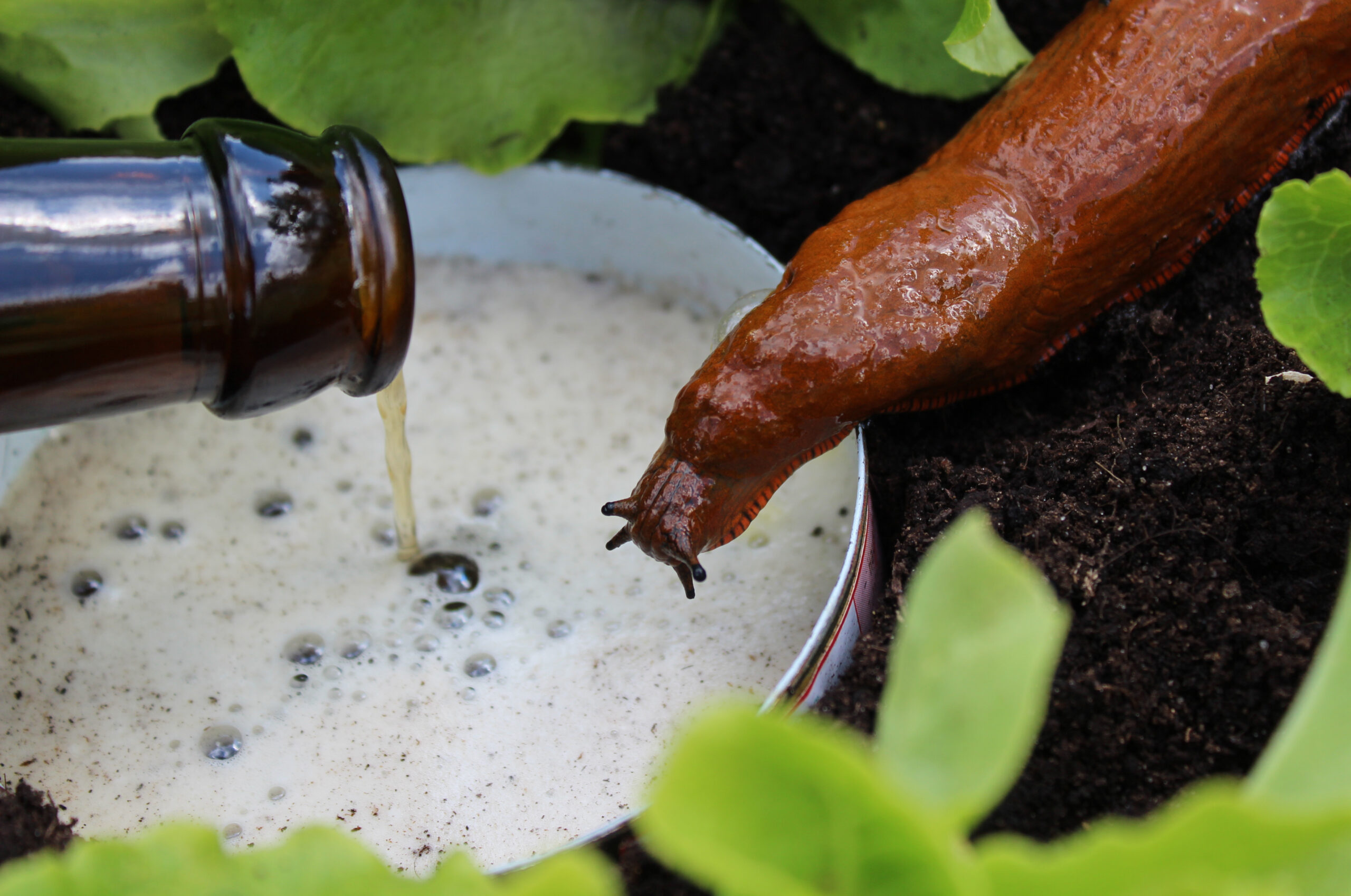 Schnecke an einer Bierfalle