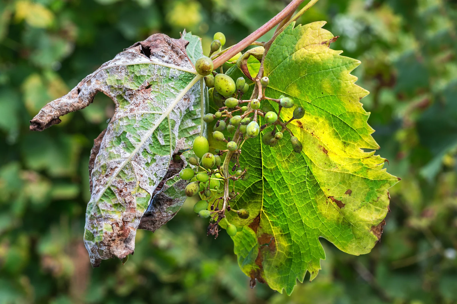 Blatt einer Weinrebe welches von falschem Mehltau befallen wurde