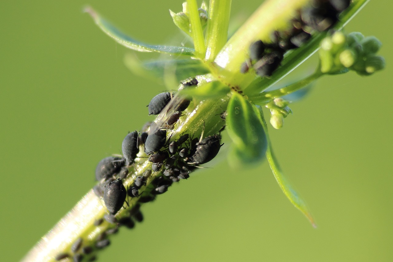 aphids, aphid, pest