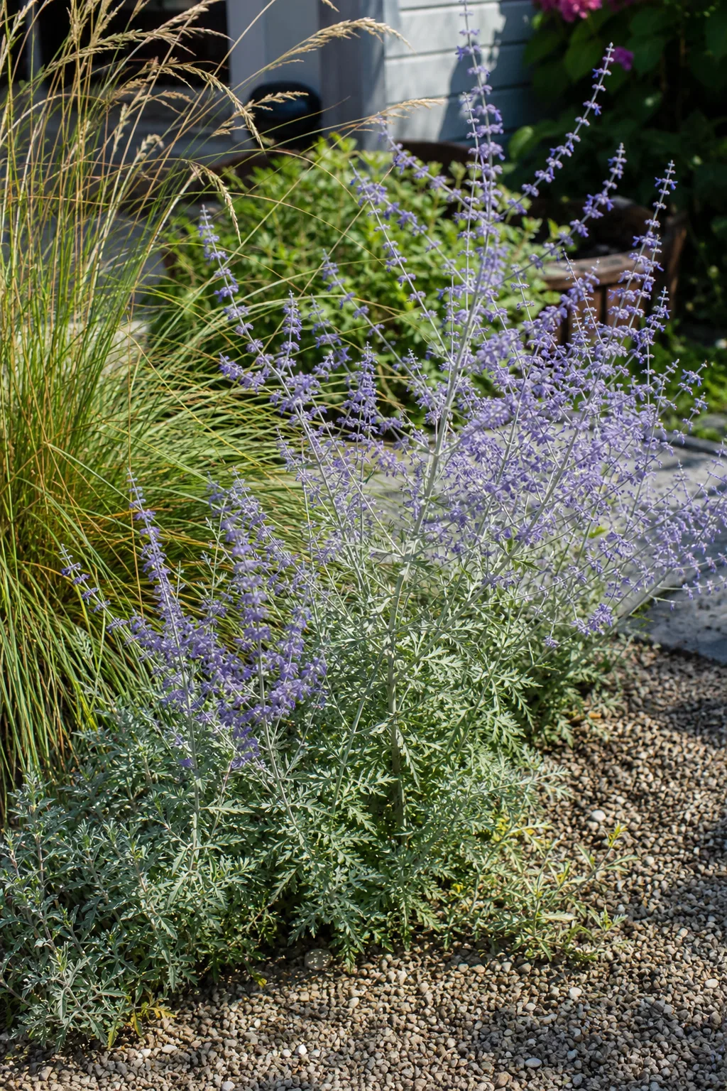 Blauraute mit silbrigen Stielen und lavendelblauen Blüten im Kiesgarten
