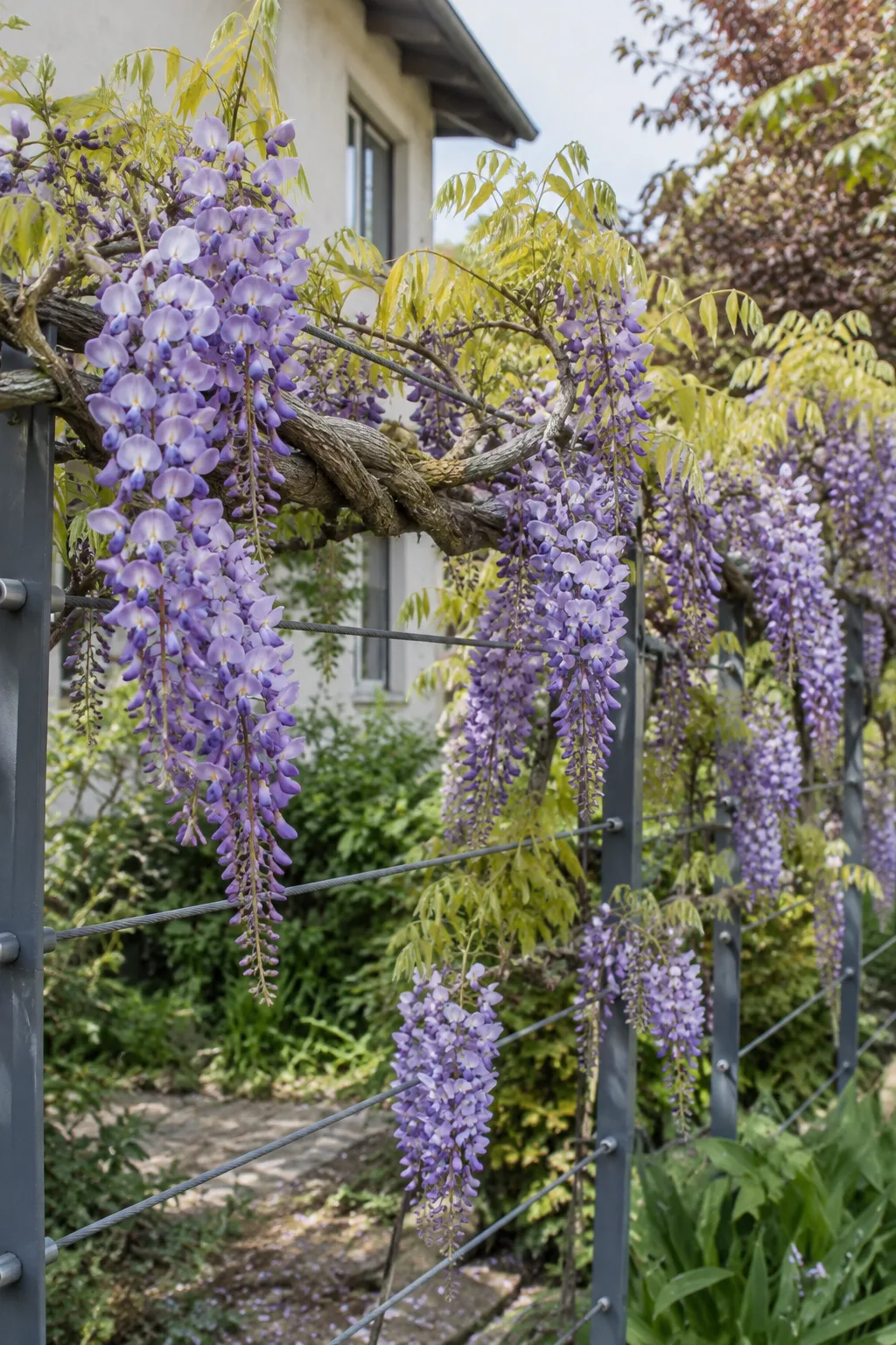 Blauregen an einem stabilen Stahlzaun mit dickem, verdrehtem Stamm und langen, hängenden violettblauen Blütentrauben
