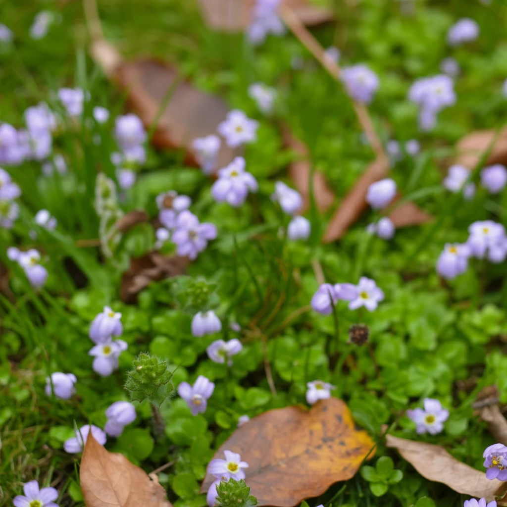 Kleine blauviolette Blüten des Lippenmäulchens in einem flachen Teppich