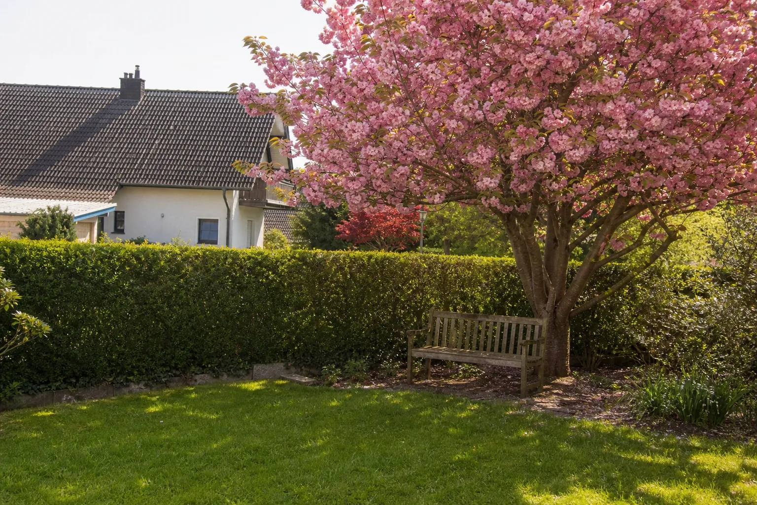 Blühende Bäume für den Garten: gute Gründe und die schönsten Arten