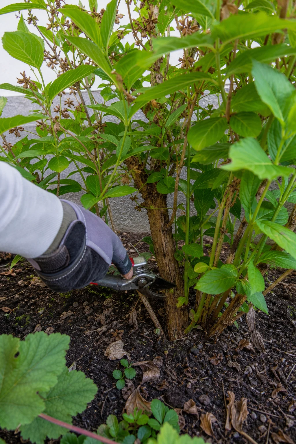 Weigelienstrauch mit verblühten Trieben, eine Gärtnerin schneidet einen dicken braunen Alttrieb bodennah heraus, jüngere grüne Triebe bleiben stehen.