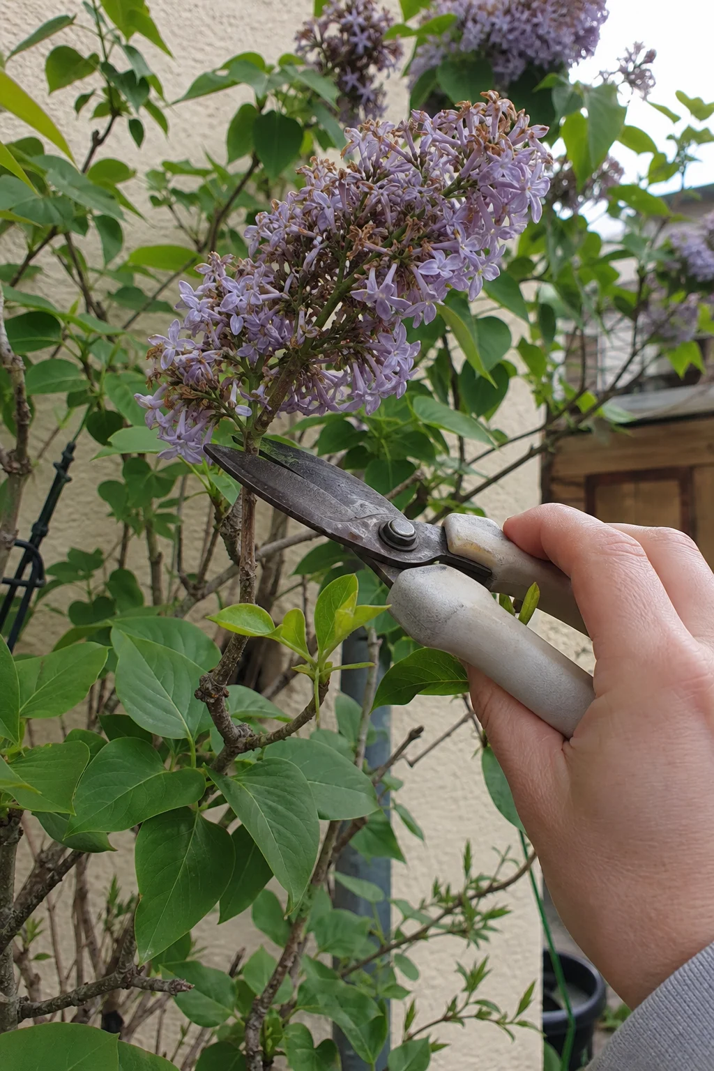 Verblühter Flieder mit lavendelfarbenen welken Blüten, eine Gartenschere schneidet eine Blütenrispe direkt oberhalb von zwei neuen Seitentrieben ab.