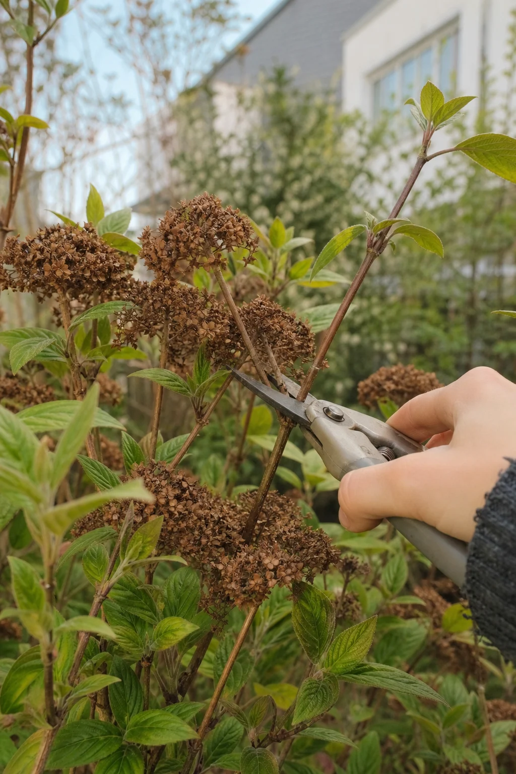 Verblühter Bodnant-Schneeball mit braunen Samenständen, die mit der Gartenschere ausgeputzt werden, frische grüne Blätter umrahmen den Strauch.