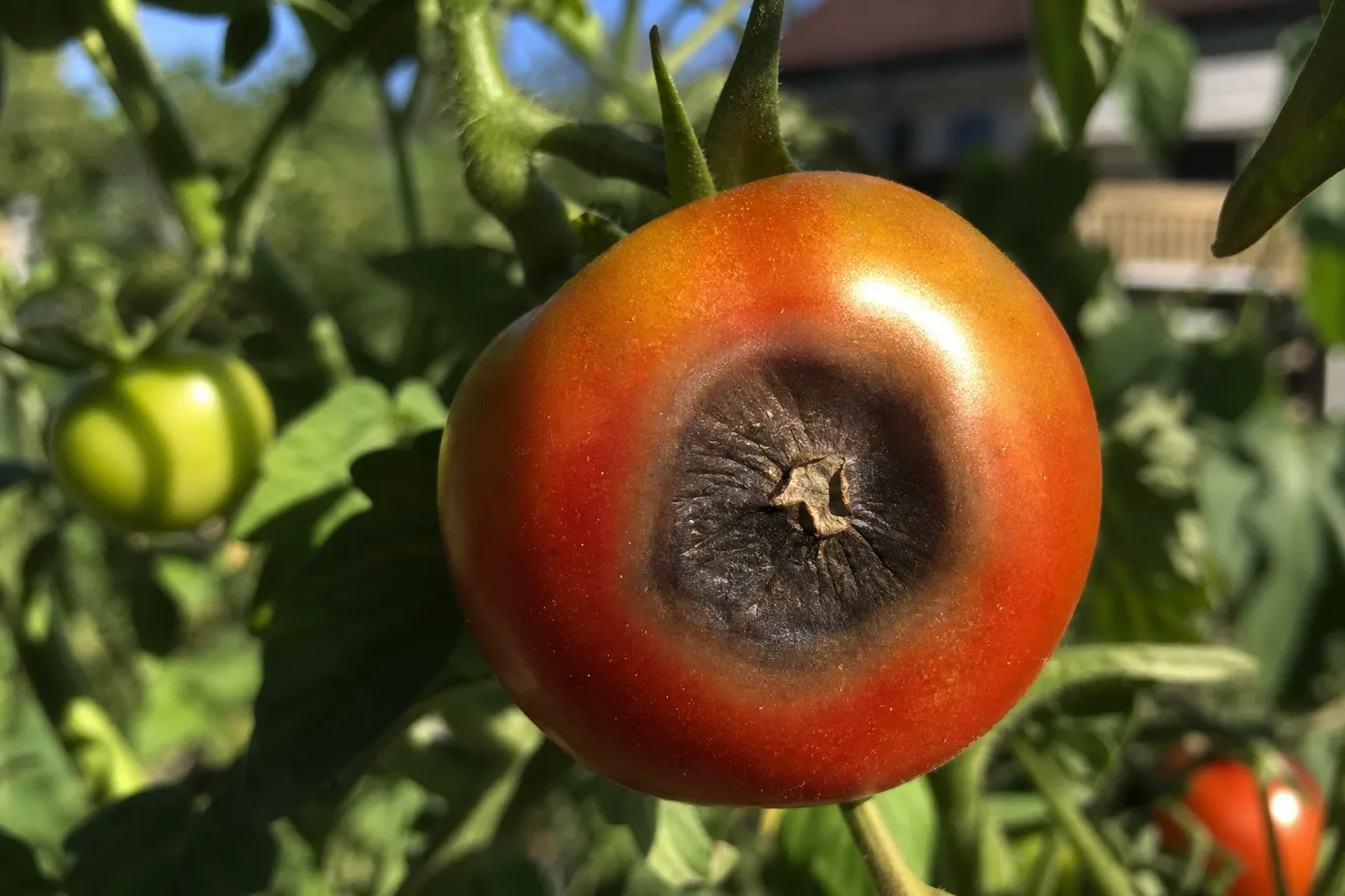 Blütenendfäule an Tomaten: der eine Fehler, der wirklich dahintersteckt