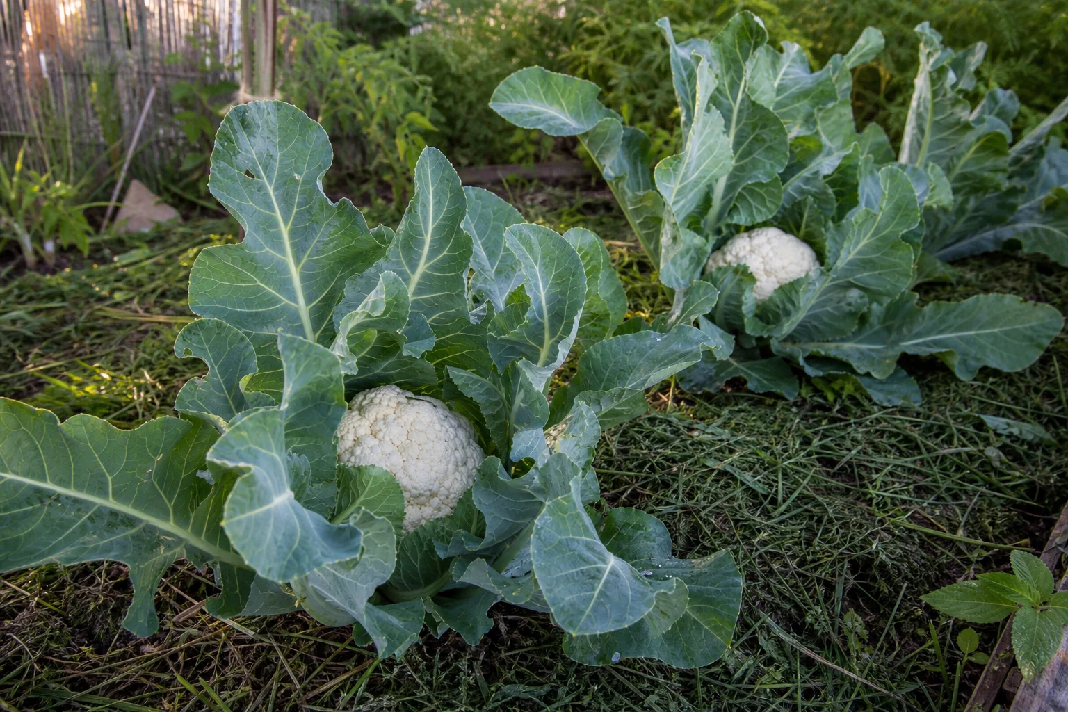 Blumenkohl anbauen: 7 Tricks für große, feste Köpfe