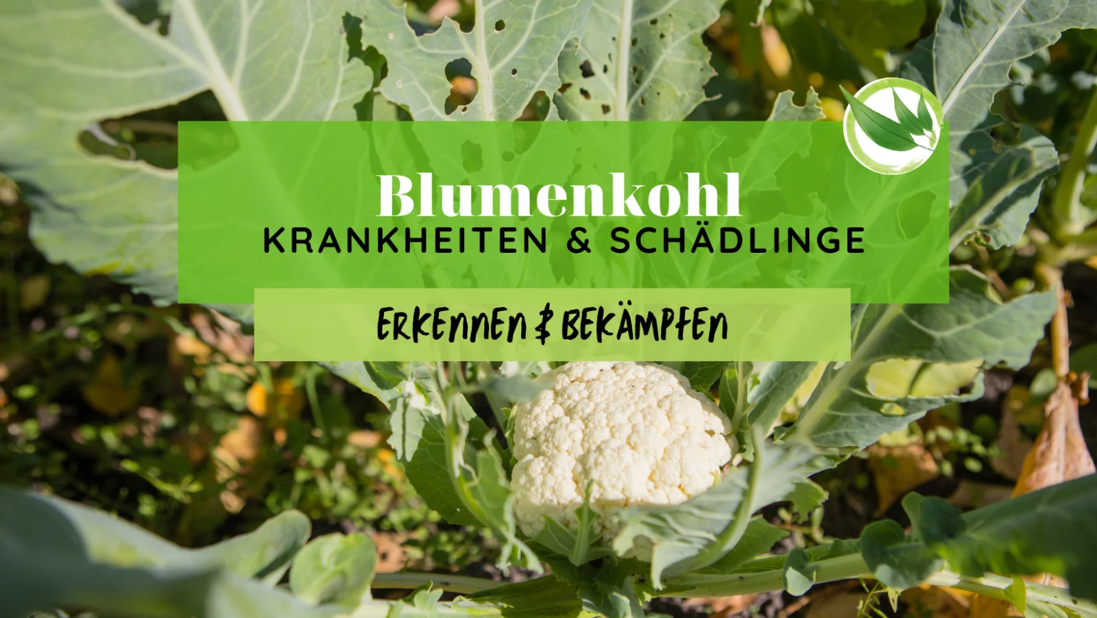 Blumenkohl Krankheiten & Schädlinge erkennen & bekämpfen