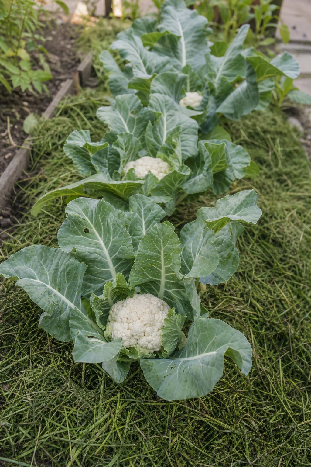 Junge Blumenkohlpflanzen im Beet, dicht mit frischem Rasenschnitt um die Pflanzenbasis gemulcht.