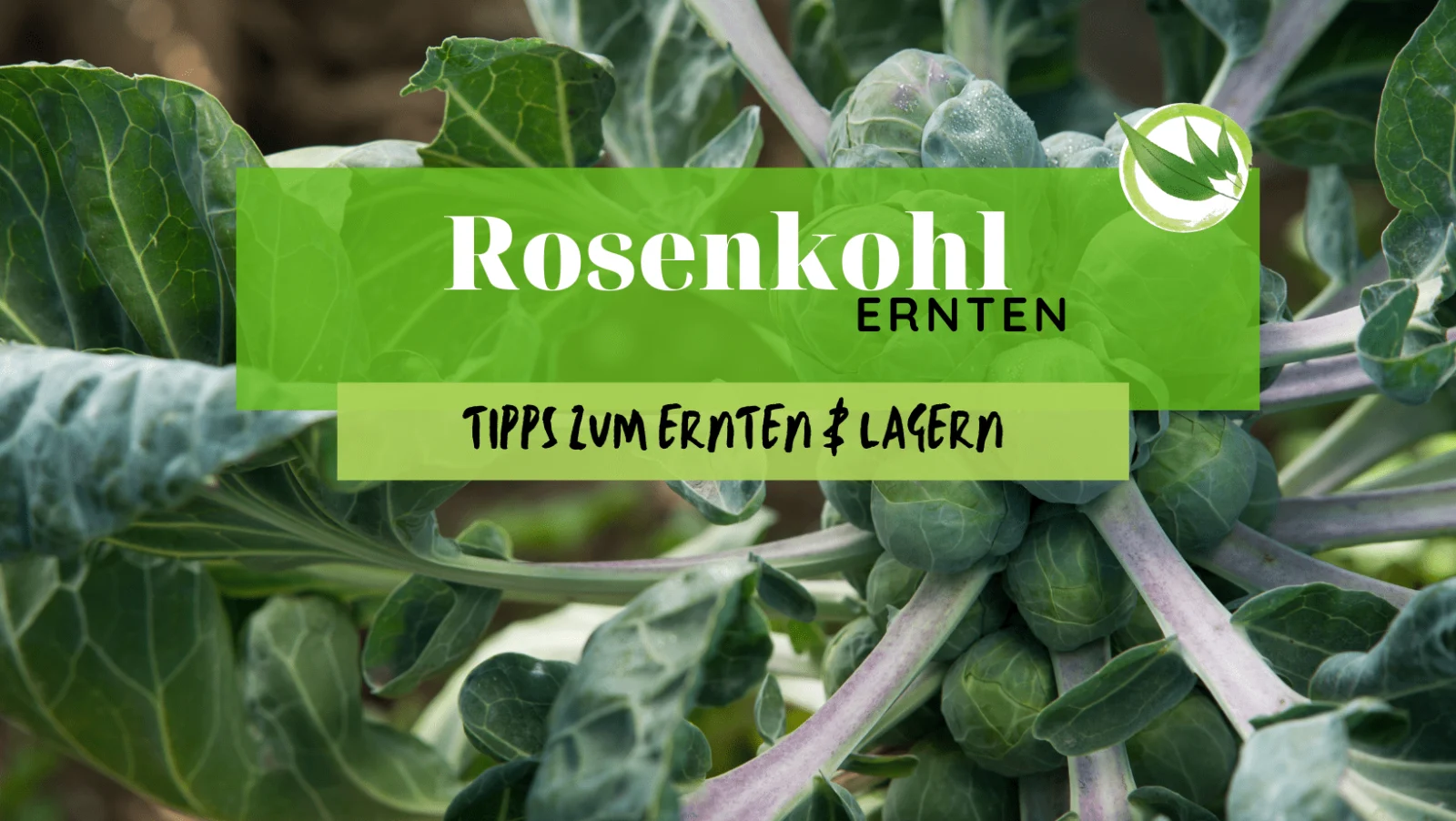 Rosenkohl ernten – die besten Tipps zum Ernten & Lagern