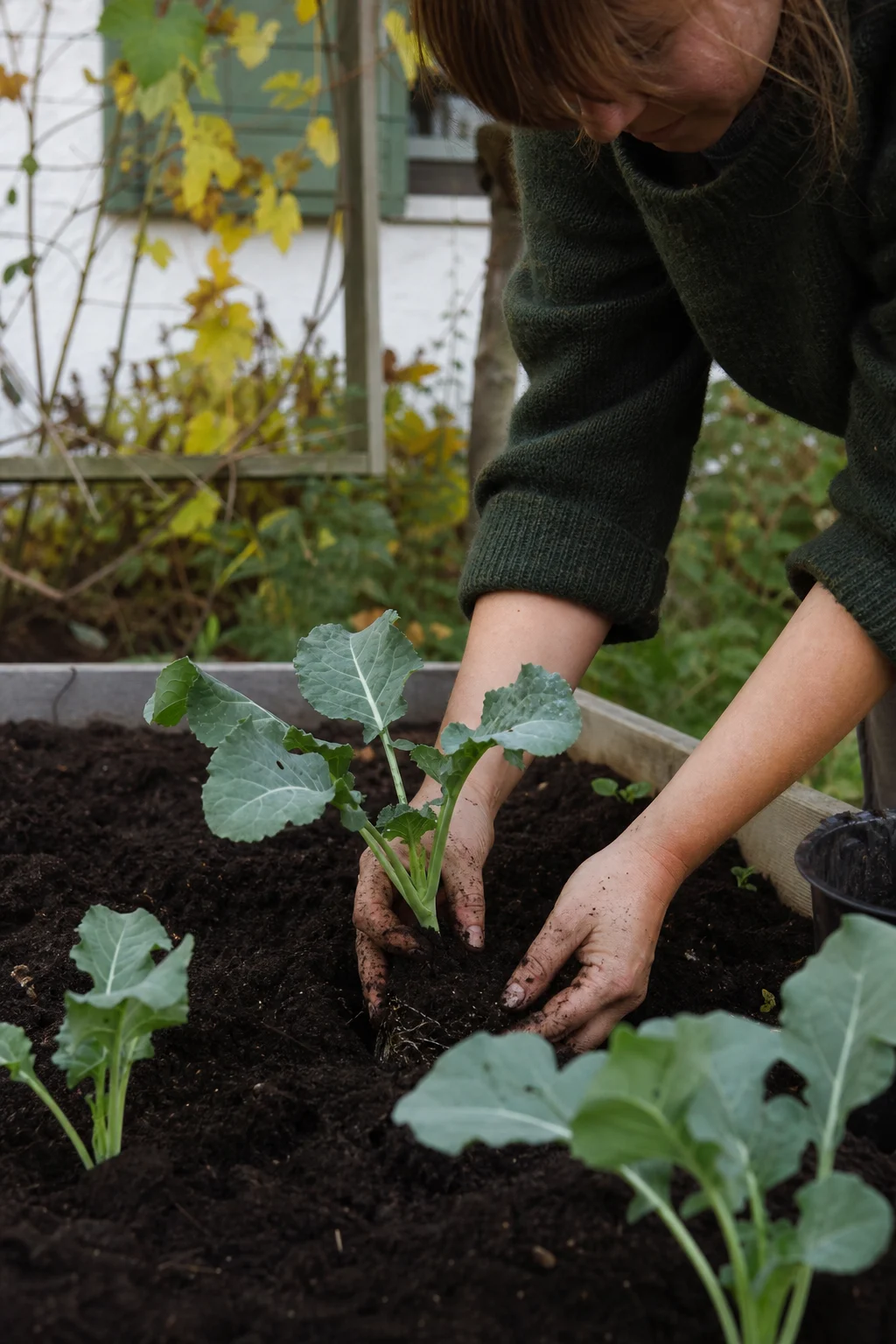 Gärtnerhände setzen einen jungen Blumenkohlsetzling in lockere, dunkle Hochbeeterde im Frühherbst.