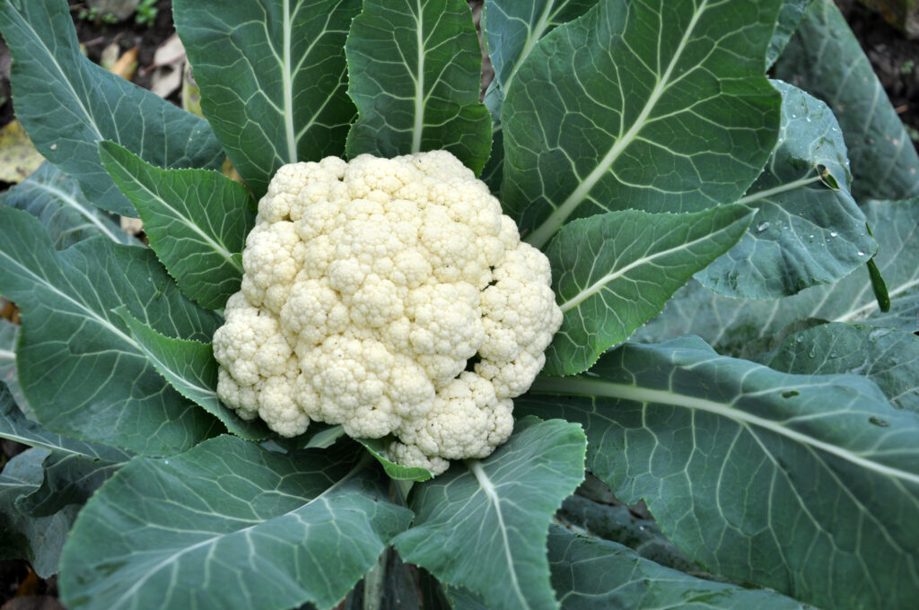 Cauliflower grows in organic soil in the garden on the vegetable area