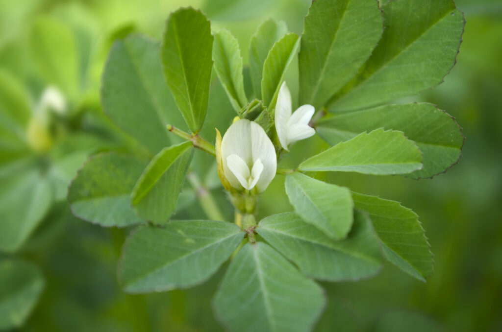 Fenugreek flower and leaves