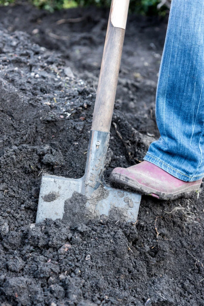 Gartenarbeit: Spaten im Boden