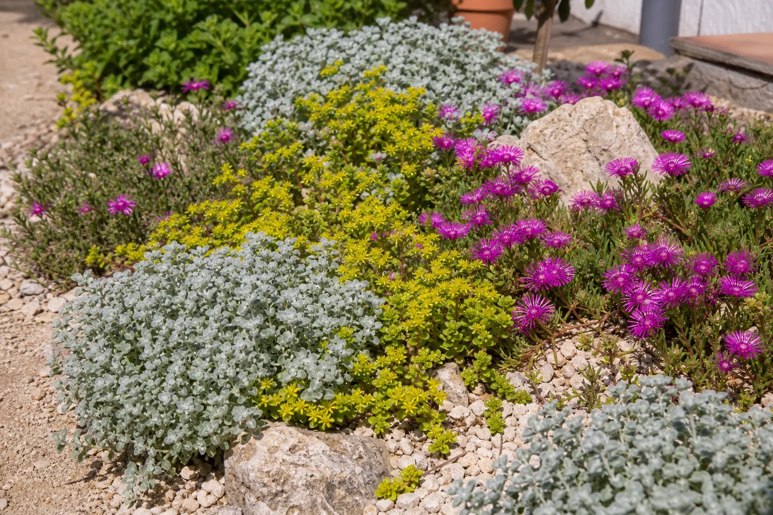Trockenbeet mit Silberlaub, gelber Fetthenne und pinker Mittagsblume auf Kies