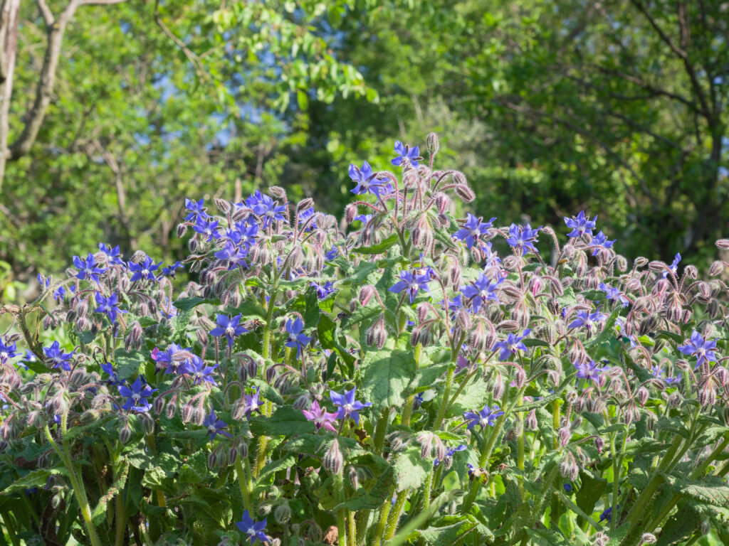 Borretsch im Frühling