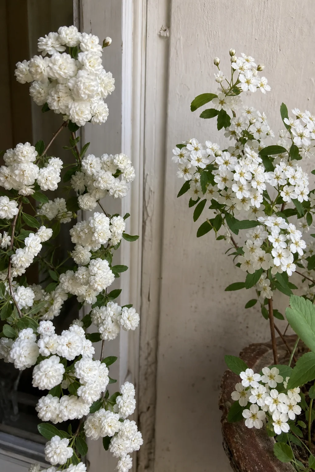 Vergleich zweier Brautspierenarten: links gefüllte rosenartige Blüten, rechts flache weiße Doldenrispen.