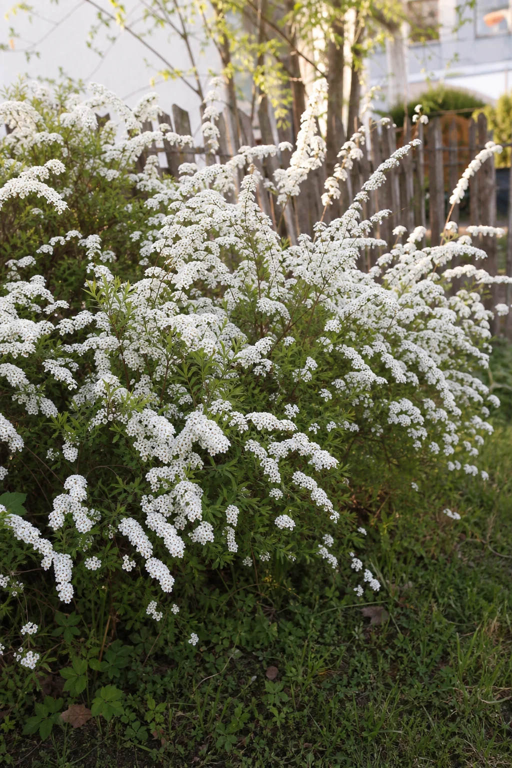 Niedrige, locker gewachsene Hecke aus blühender Brautspiere vor einem Gartenzaun.
