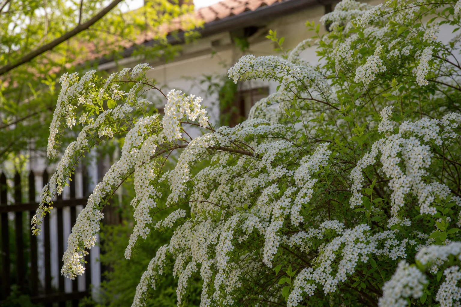 Brautspiere im Garten mit weißen Blütenbögen an überhängenden Zweigen im Frühling.