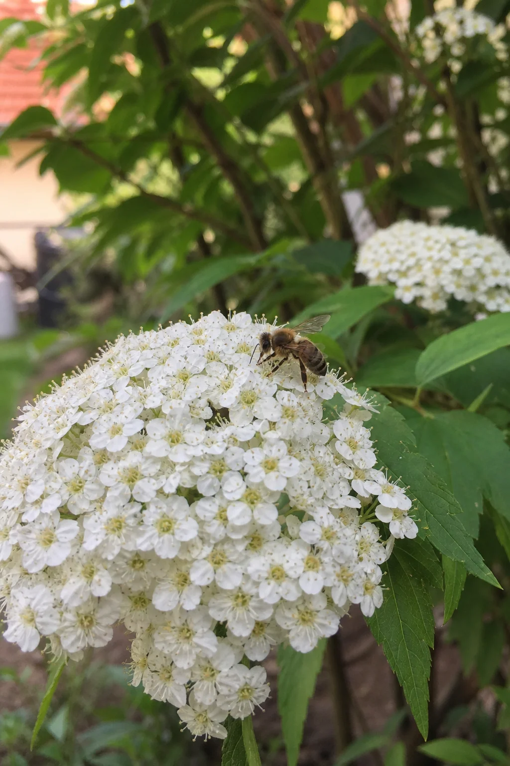 Honigbiene besucht eine ungefüllte Blütendolde der Pracht-Spiere in einem Garten.