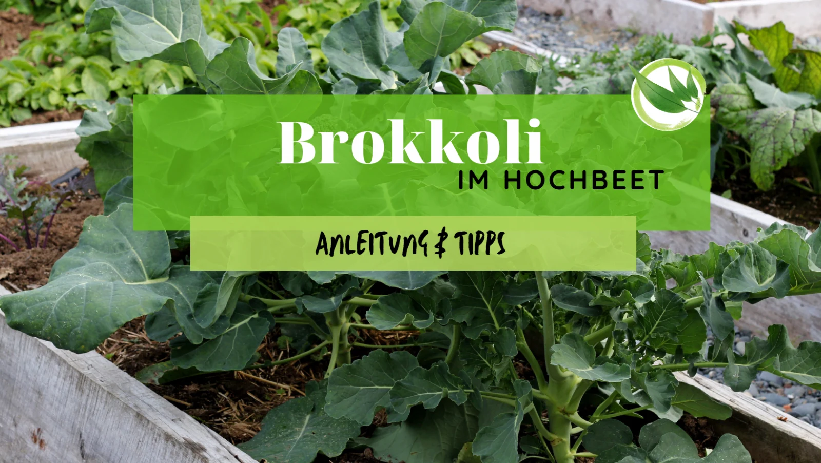 Brokkoli im Hochbeet – Anleitung & Tipps