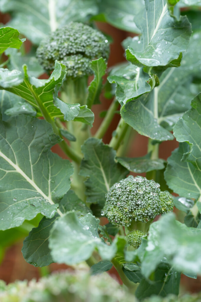 Grüner Brokkoli wächst im Garten mit Blättern.