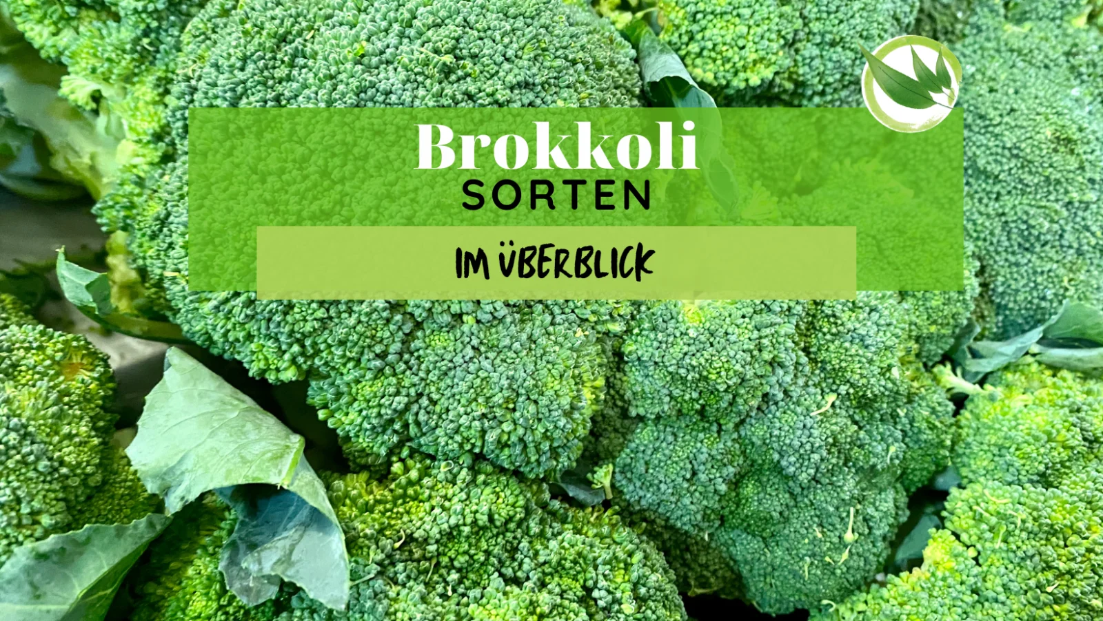 Brokkoli Sorten im Überblick