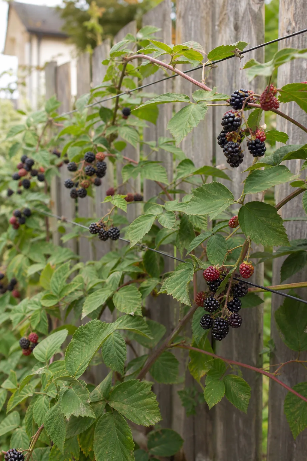 Dornenlose Brombeere an Spanndrähten mit schwarzen und roten Beeren