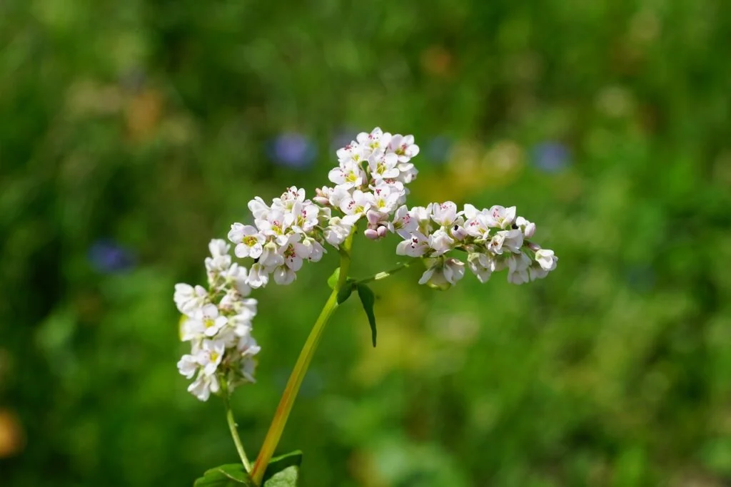 buckwheat, flower, blossom