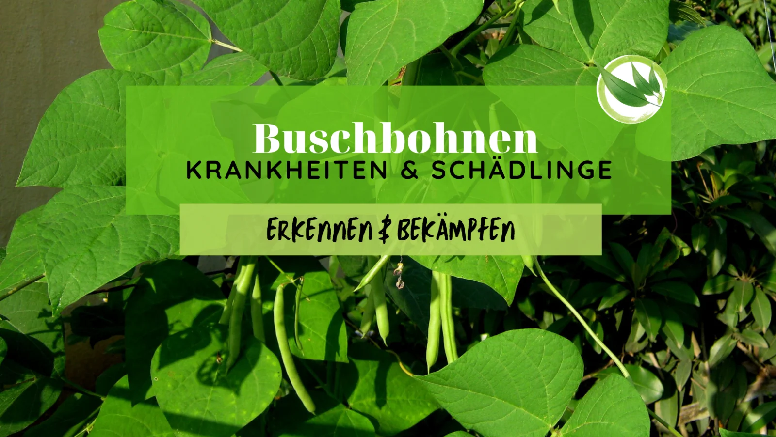 Buschbohnen Krankheiten & Schädlinge erkennen & bekämpfen