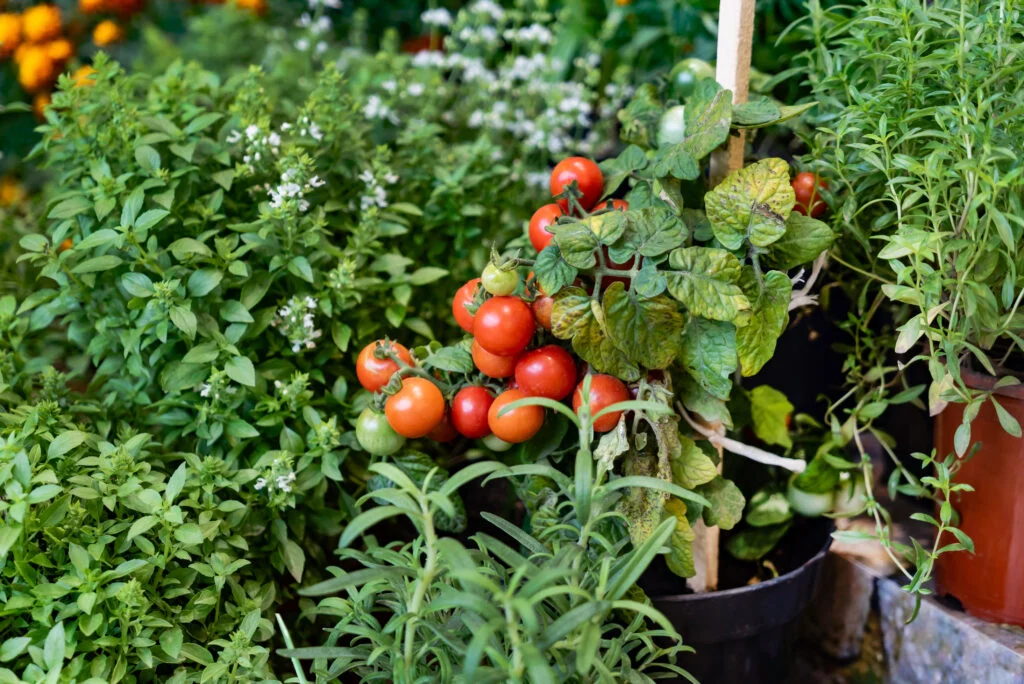 herbs and vegetables in the pots in garden