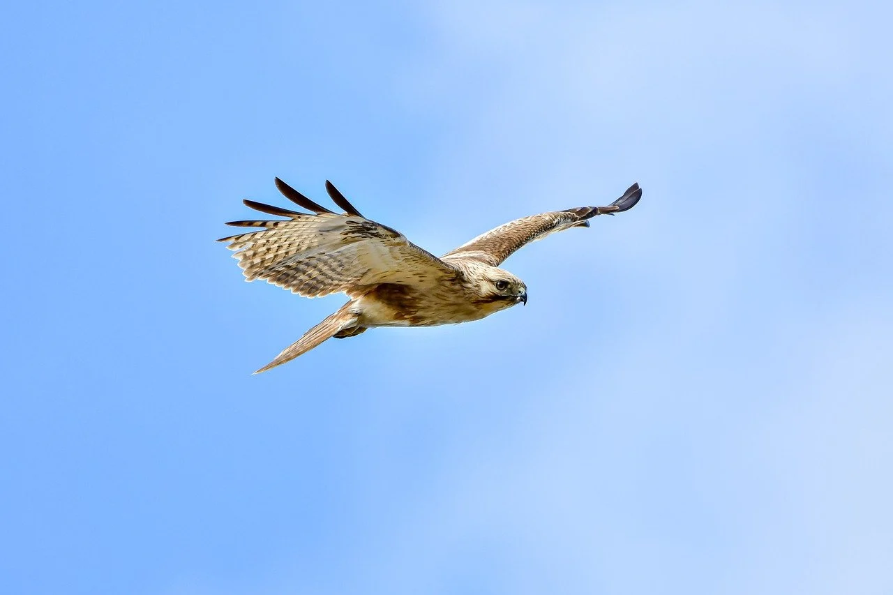 Ein Bussarf fliegt in der Luft