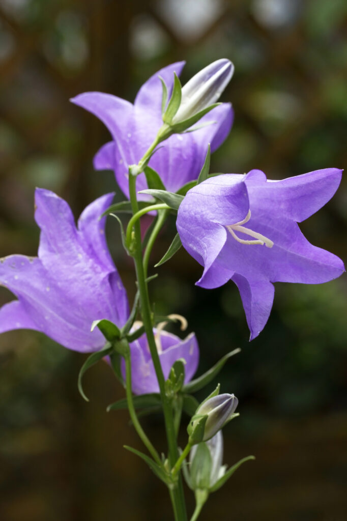 Lilafarbene Glockenblume vor unscharfem Hintergrund