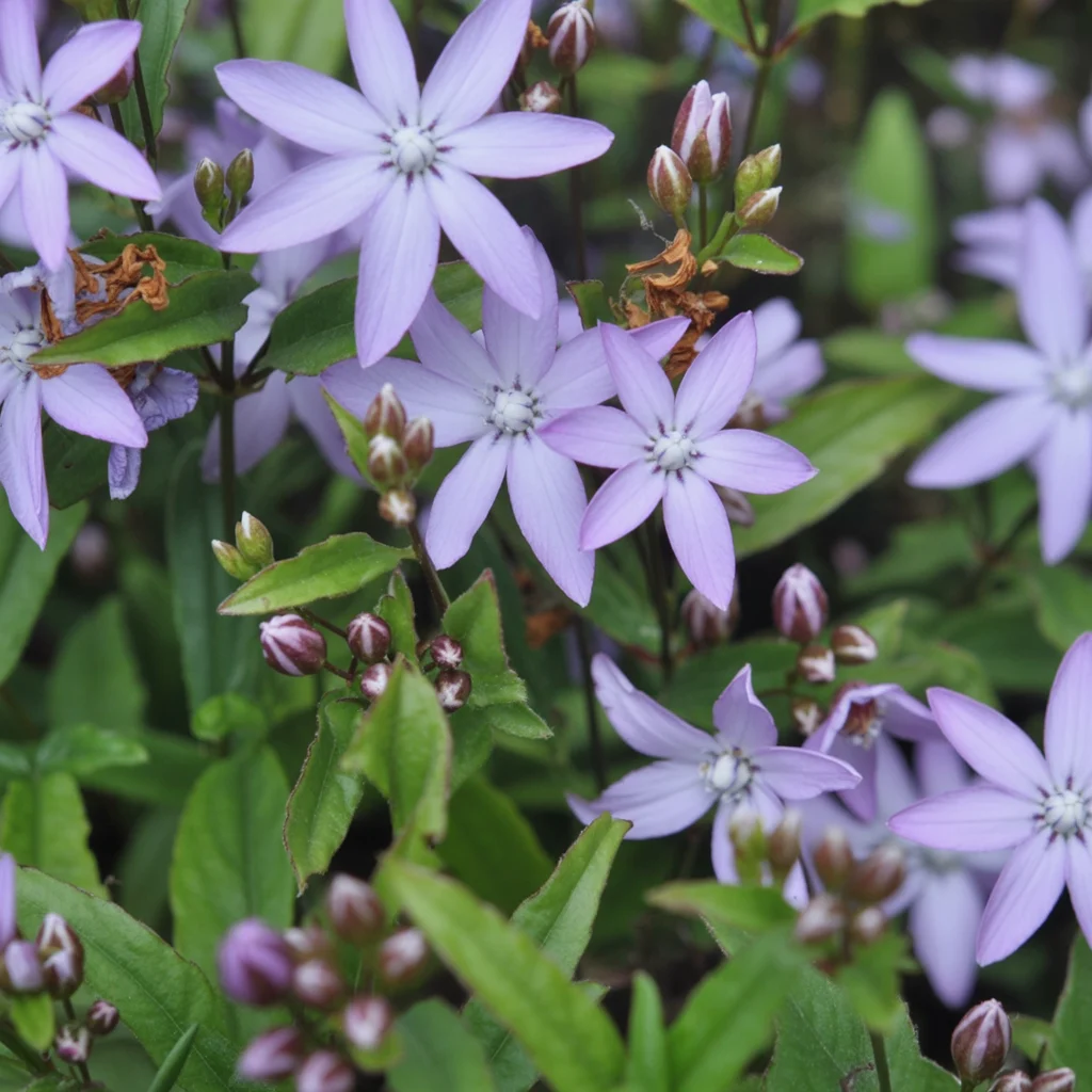 Sternförmige blauviolette Blüten der Hängepolster-Glockenblume
