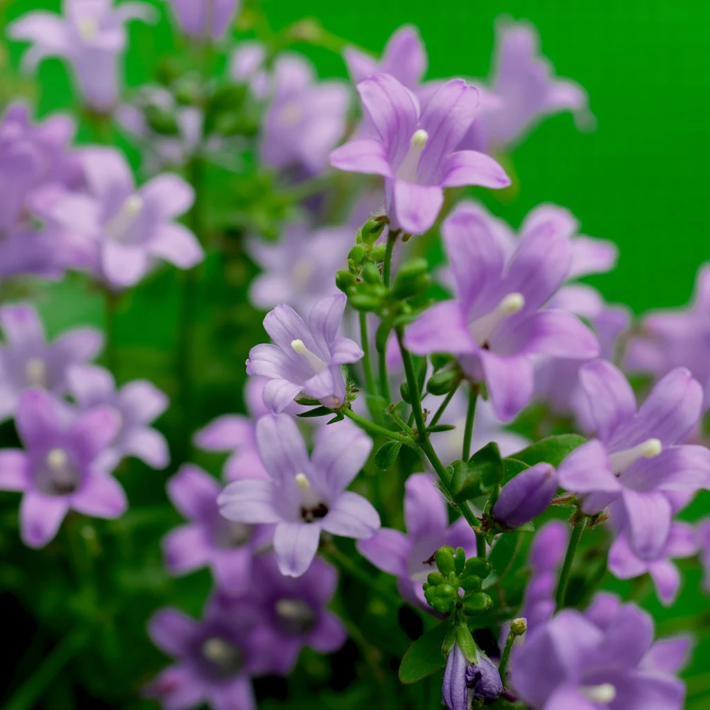 Violette Glockenblüten einer Polster-Glockenblume