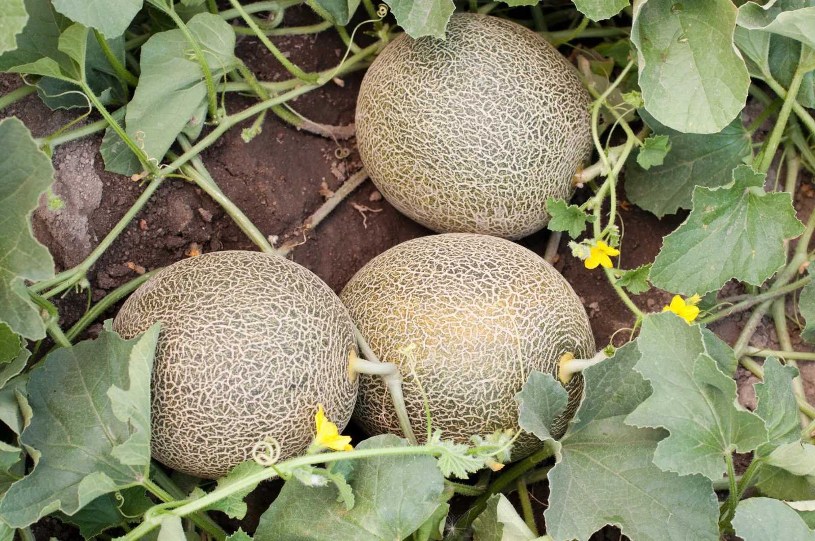 Melonen im Garten