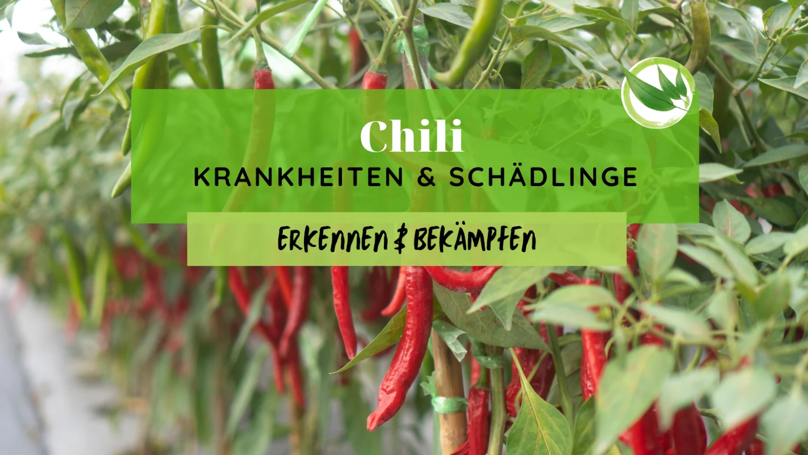 Chili Krankheiten & Schädlinge erkennen & bekämpfen