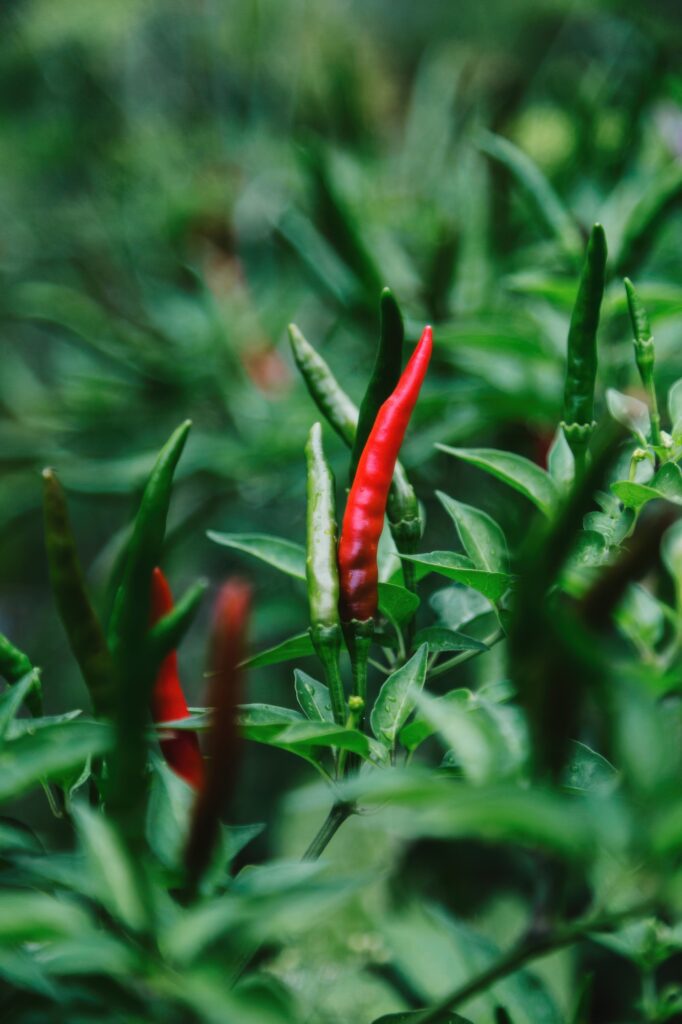Rote und grüne Chilischoten an Pflanze