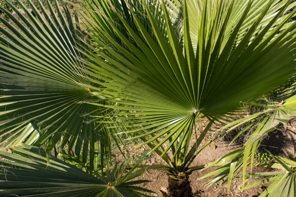 palm leaf of trachycarpus fortunei close up pattern view