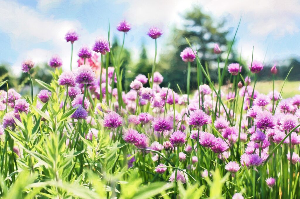 beautiful flowers, flower background, flower wallpaper