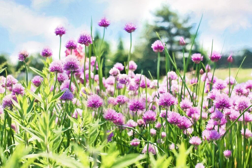 beautiful flowers, flower background, flower wallpaper